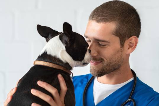 Pet Dental Care In Bentonville, AR | MidCITIES Animal Hospital